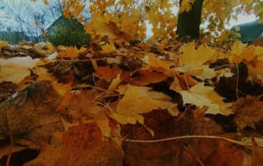fol8nqet