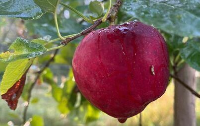 Zdjęcie do Głośno czytamy - jabłka zjadamy:):).